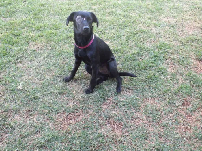 Cachorro raça SRD idade 7 a 11 meses nome IZA