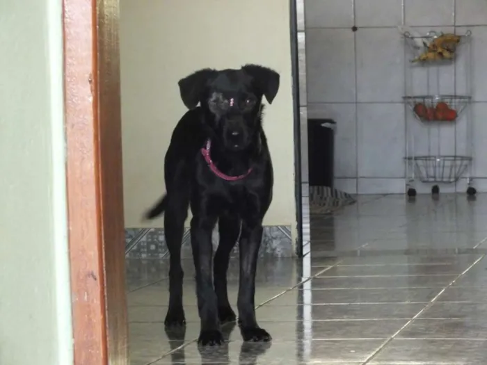 Cachorro raça SRD idade 7 a 11 meses nome IZA