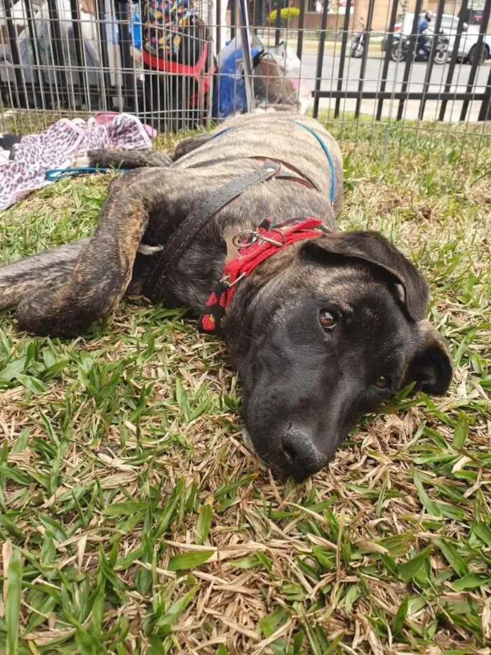 Cachorro ra a srd idade 7 a 11 meses nome Bombom