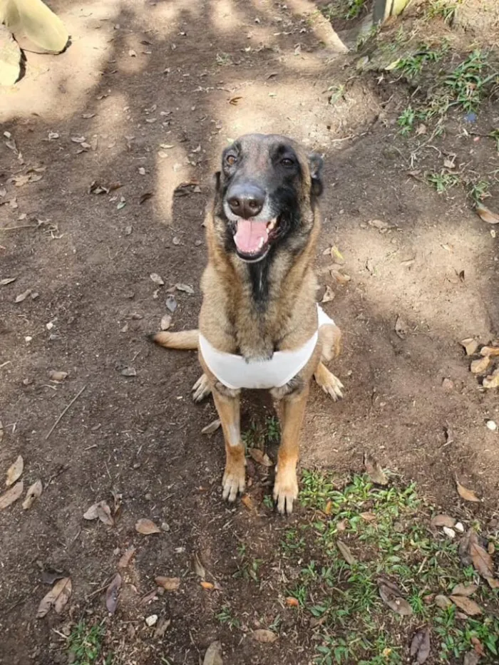 Cachorro ra a pastor belga idade 1 ano nome Frau