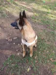 Frau