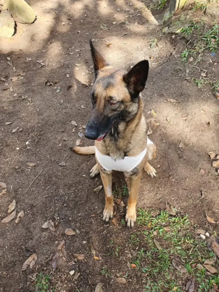 Cachorro ra a pastor belga idade 1 ano nome Frau