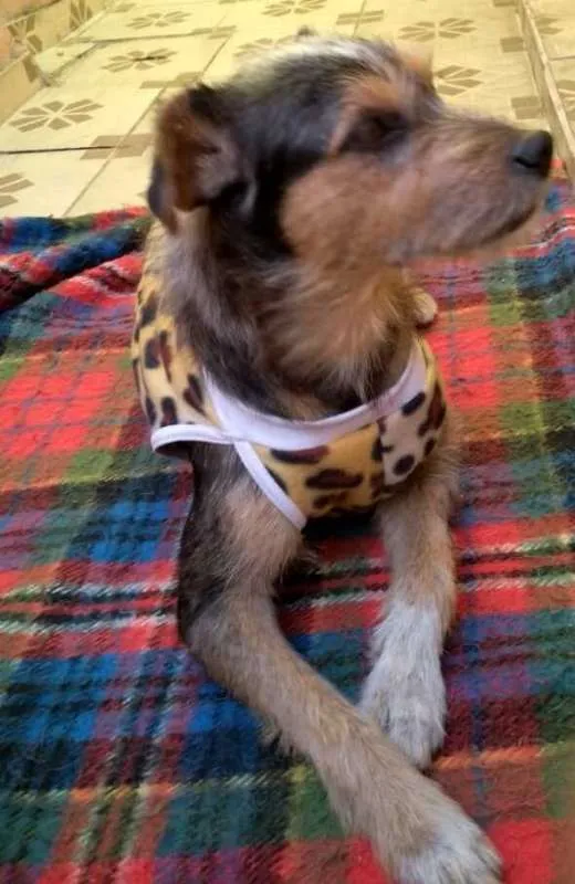 Cachorro ra a SRD idade 2 anos nome Pudim