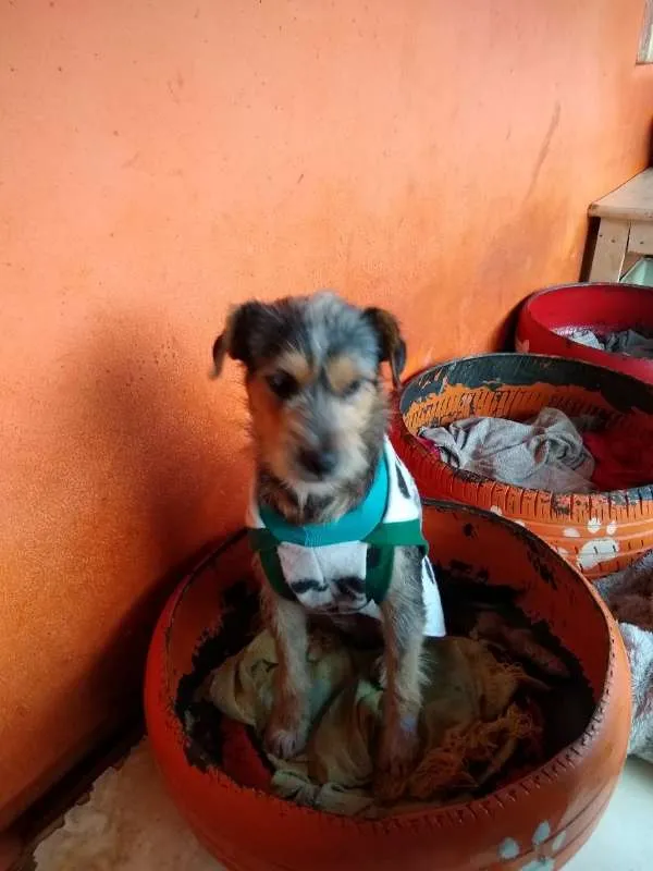 Cachorro ra a SRD idade 2 anos nome Pudim