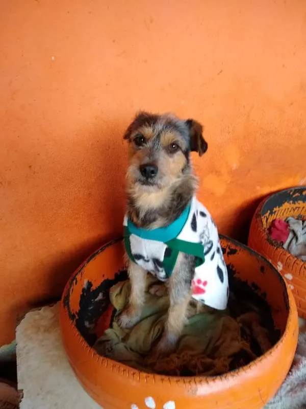 Cachorro ra a SRD idade 2 anos nome Pudim
