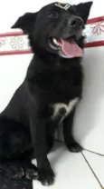 Preta