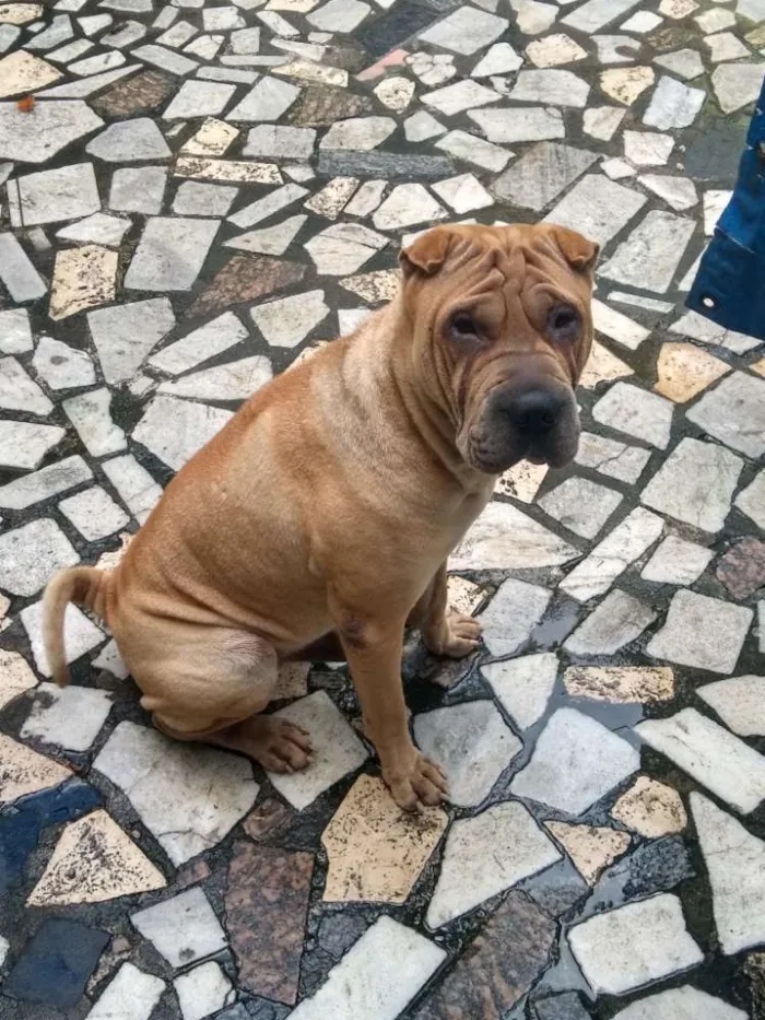 Cachorro raça Sharpei idade 2 anos nome Thor