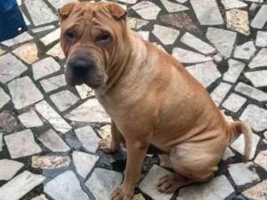 Cachorro raça Sharpei idade 2 anos nome Thor