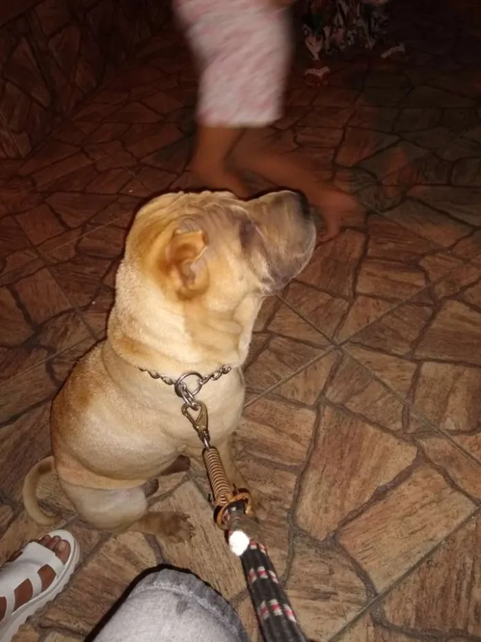 Cachorro raça Sharpei idade 2 anos nome Thor