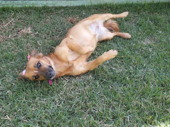 Cachorro raça SRD idade 1 ano nome AMARELINHA