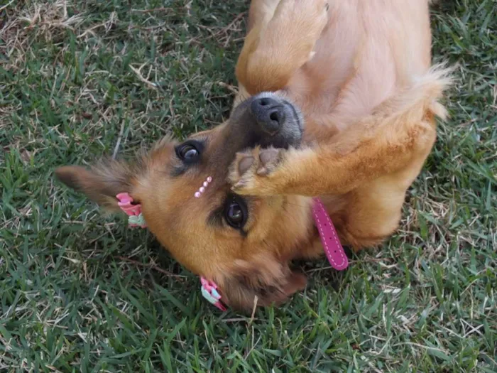Cachorro raça SRD idade 1 ano nome AMARELINHA