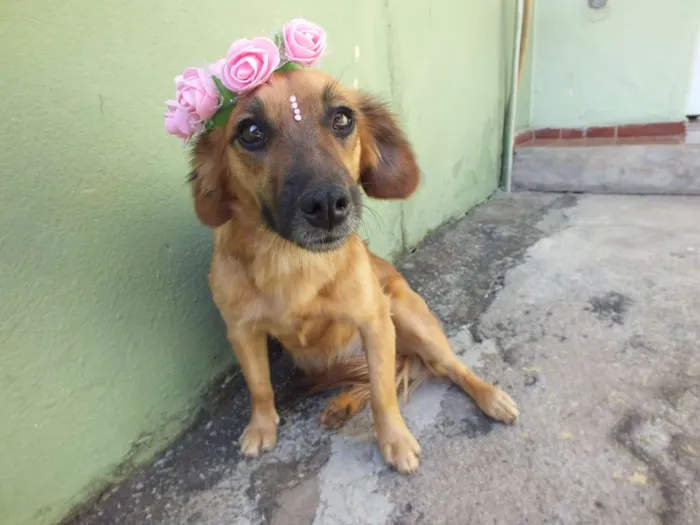 Cachorro raça SRD idade 1 ano nome AMARELINHA
