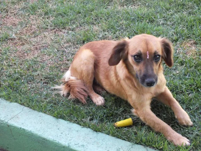 Cachorro raça SRD idade 1 ano nome AMARELINHA