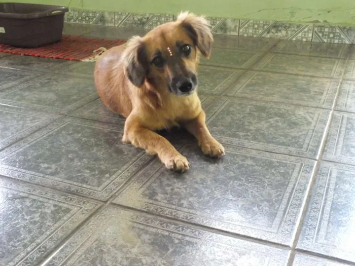 Cachorro raça SRD idade 1 ano nome AMARELINHA