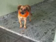 AMARELINHA