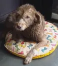Pelucia