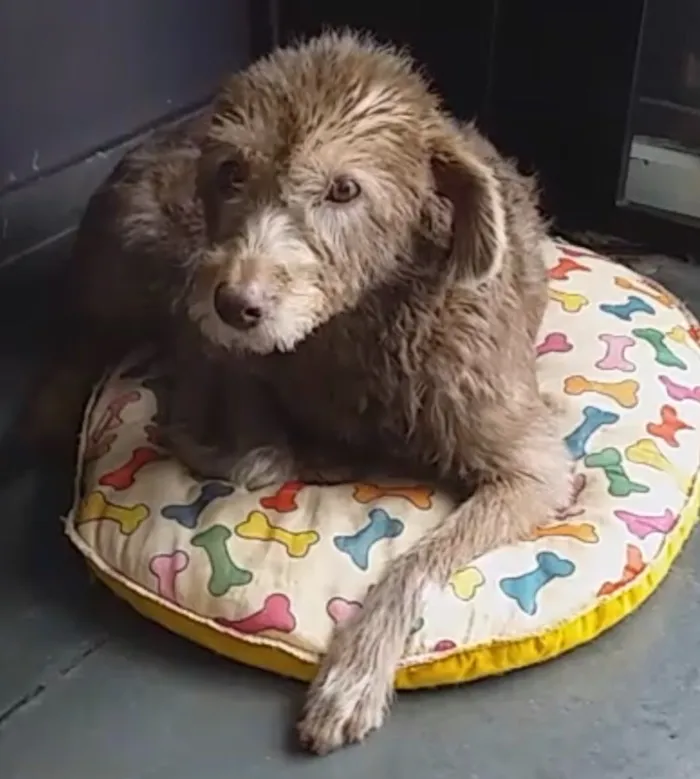 Cachorro ra a Srd idade 6 ou mais anos nome Pelucia