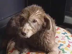 Cachorro raça Srd idade 6 ou mais anos nome Pelucia