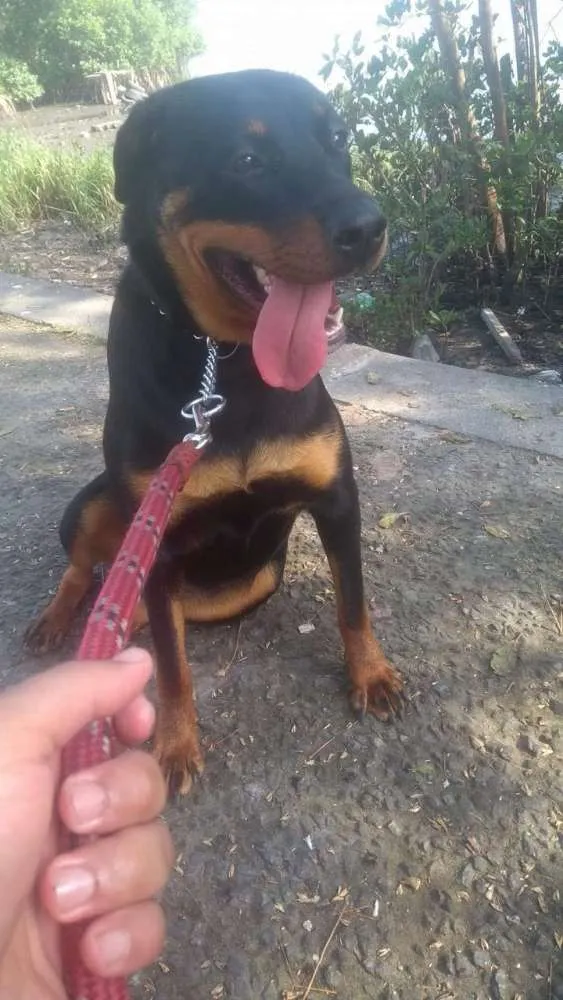 Cachorro ra a Rowellier idade 2 anos nome Kiara