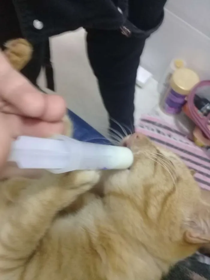 Gato ra a Pelo curto idade 2 a 6 meses nome Garfield