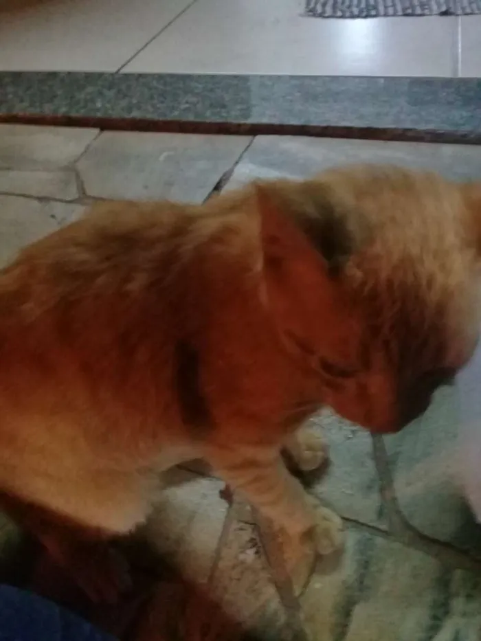 Gato ra a Pelo curto idade 2 a 6 meses nome Garfield