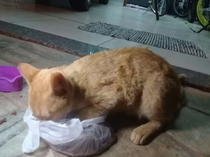 Gato ra a Pelo curto idade 2 a 6 meses nome Garfield