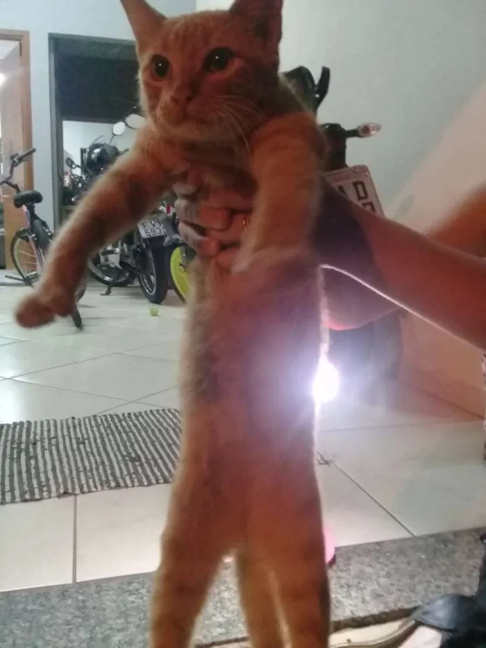 Gato ra a Pelo curto idade 2 a 6 meses nome Garfield