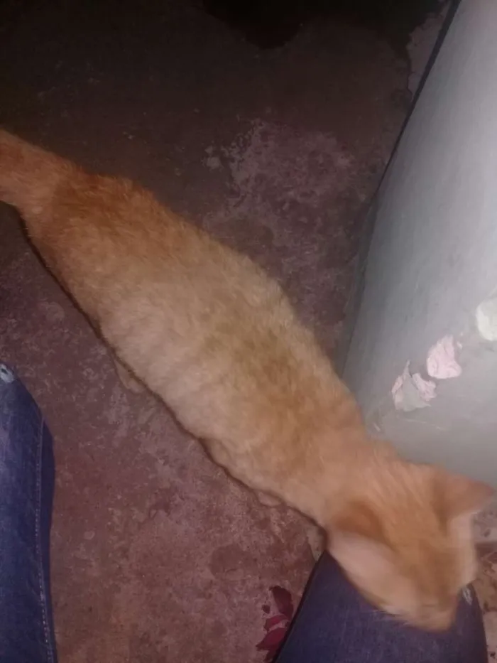 Gato ra a Pelo curto idade 2 a 6 meses nome Garfield