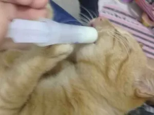 Gato raça Pelo curto idade 2 a 6 meses nome Garfield