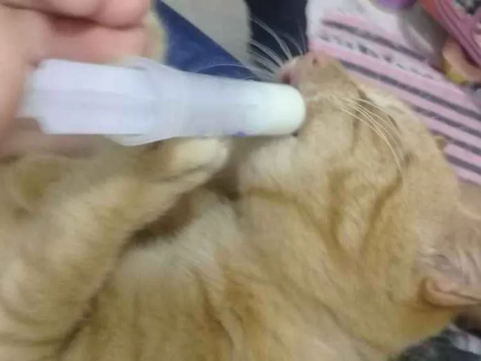 Gato ra a Pelo curto idade 2 a 6 meses nome Garfield