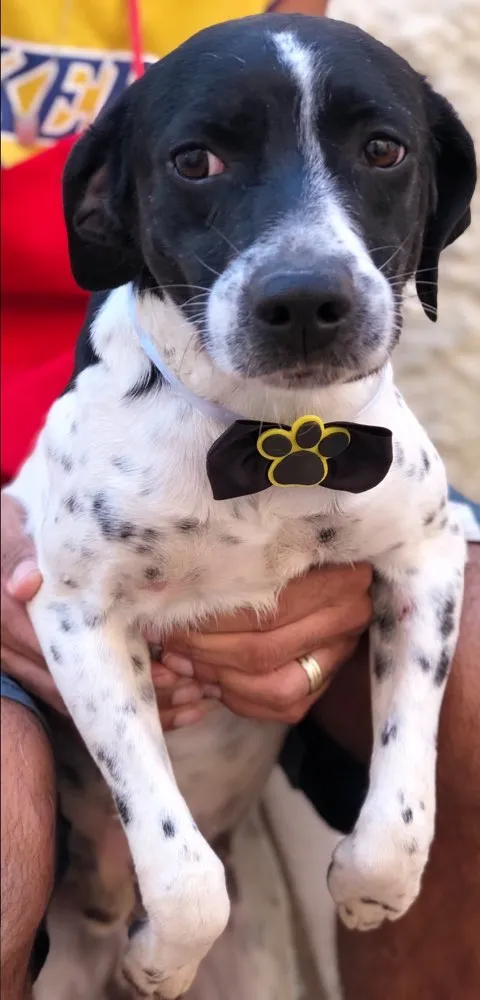 Cachorro ra a Sem raça definida  idade 2 anos nome Corinthians 