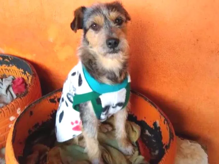 Cachorro ra a SRD idade 2 anos nome Pudim