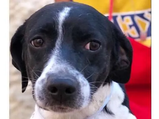 Cachorro ra a Sem raça definida  idade 2 anos nome Corinthians 