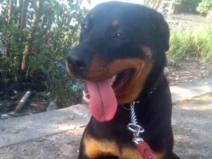 Cachorro ra a Rowellier idade 2 anos nome Kiara