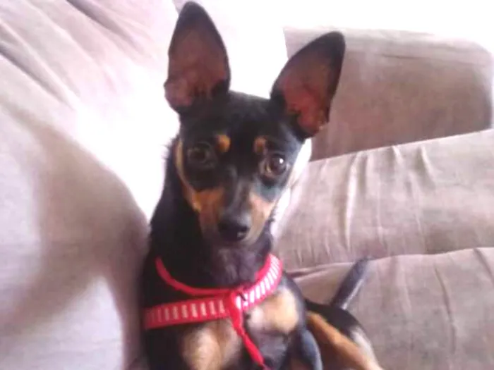 Cachorro ra a Pinscher  idade 7 a 11 meses nome Belinha 