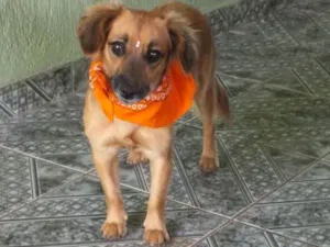 Cachorro raça SRD idade 1 ano nome AMARELINHA