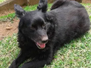 Cachorro raça SRD idade 4 anos nome Preta