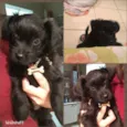 Simba
