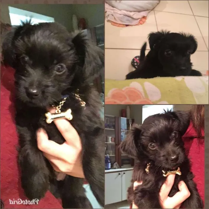 Cachorro ra a Shitsu com vira idade 2 a 6 meses nome Simba