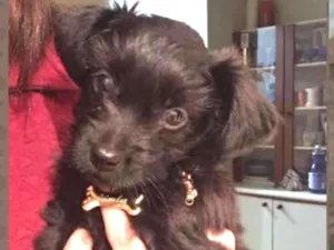 Cachorro raça Shitsu com vira idade 2 a 6 meses nome Simba