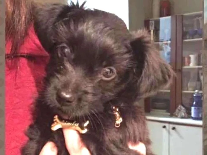 Cachorro ra a Shitsu com vira idade 2 a 6 meses nome Simba