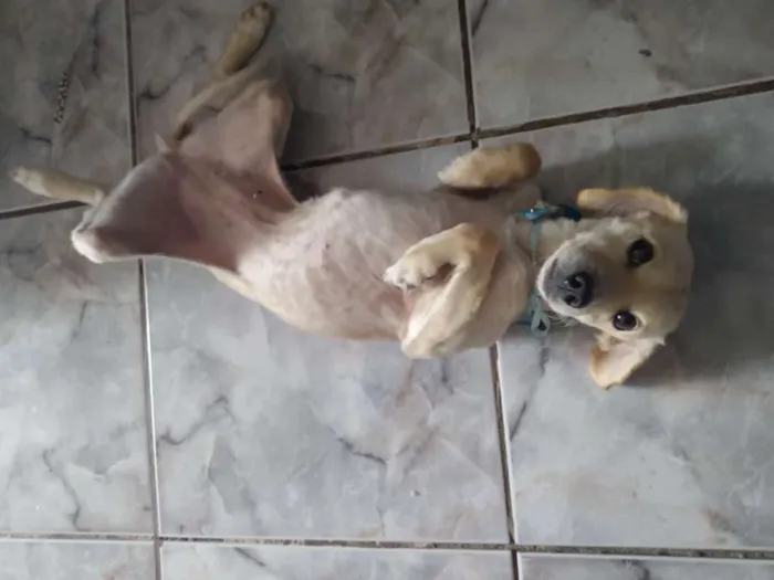 Cachorro ra a Vira-lata idade 4 anos nome Mel