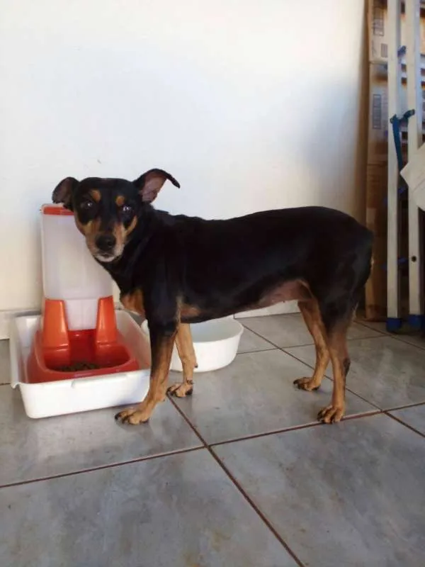 Cachorro ra a Não definida idade 6 ou mais anos nome MUMI