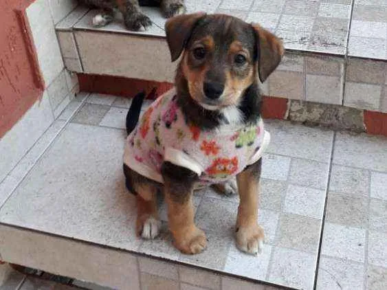 Cachorro ra a Srd idade 2 a 6 meses nome Kim