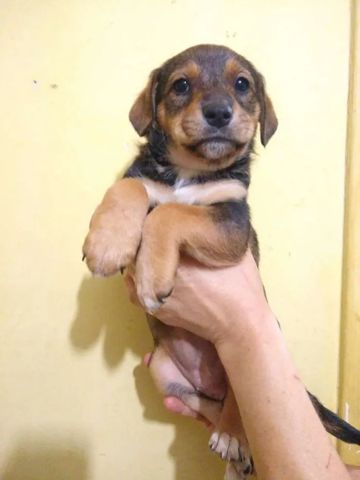 Cachorro ra a Srd idade 2 a 6 meses nome Kim