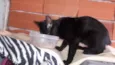 Dudu bebê adoção 
