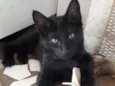 Dudu bebê adoção 