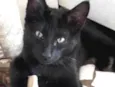 Dudu bebê adoção 