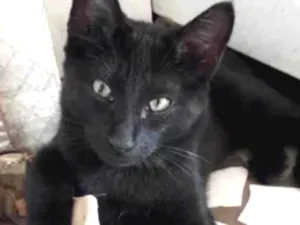 Gato raça Srd  idade 2 a 6 meses nome Dudu bebê adoção 