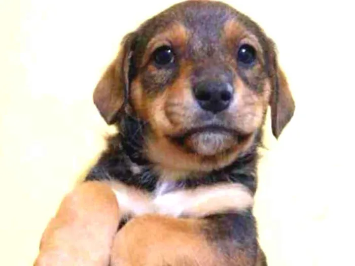 Cachorro ra a Srd idade 2 a 6 meses nome Kim